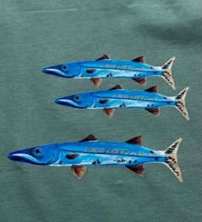 Baby Barracudas