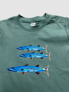 Baby Barracudas